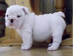 Beautiful White English Bulldog for adoption