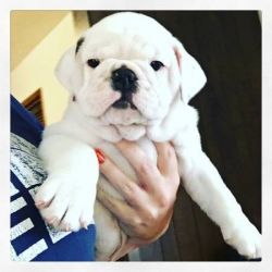 Ready English Bulldog puppies for sale (xxx)xxx-xxxx