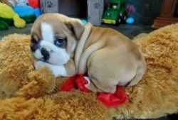 Goegeouse Male and Female English Bulldogs Puppies For Adoption (478)2