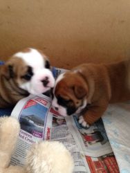 Rehoming my English Bulldog pair. Male and female