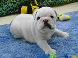 Extremely cute English Bulldog puppies for free adoption(xxx)xxx-xxxx