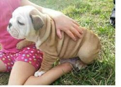 cute English Bulldog puppies for free adoption(xxx)xxx-xxxx