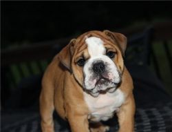 Available English Bulldog - to Good Home Only