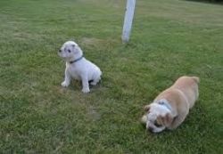 Two Cute Adorable English Bulldog