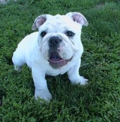 English bulldog for adoption