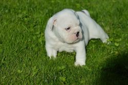 Lovely male and female English bull dog puppies for adoption