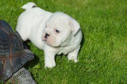 Adorable male and female English bull dog puppies