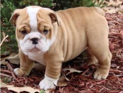 Loving n Adorable English bull dog Puppies For Sale