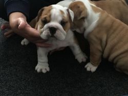 adorable sweet English Bulldog puppies to good home