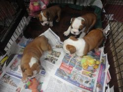 Quality Kc Registered Bulldog Puppies