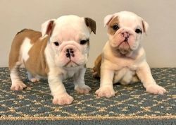 Awesome English Bulldog Pups Ready Now for sale