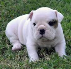 Home English Bulldog Puppies available now