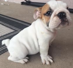 We have this beautiful English bulldog for sale