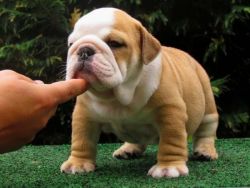 !!!Wonderful English Bulldog Puppies Now Available (xxx)xxx-xxxx