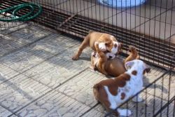 Good looking male and females English Bulldog puppies