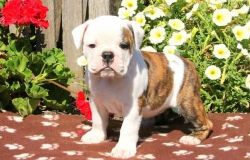 Two English Bulldog Puppies Looking For New Home,