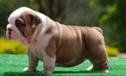 xvxvc Loving n Adorable English bull dog Puppies For Sale