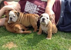zxczxczx English Bulldog Puppies for Sale
