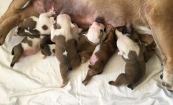 Great English Bulldog Puppies Ready for re-homing
