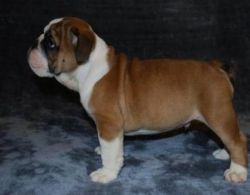 Stunning Kc Puppies Females & Males