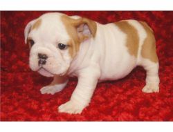 English bulldog puppies for a lovely home