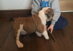 baby male and female English bull dog puppies now ready to go