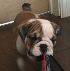 Adorable male and female English bull dog puppies