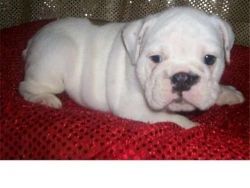 Excellent English bulldog puppy for Re-homing