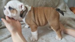 English Bulldog Puppies Ready Now For New Homes
