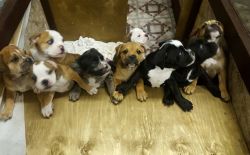 Rare colored english bulldog pups for sale merles
