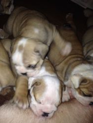 Cutest English Bulldog Puppies for Adoption