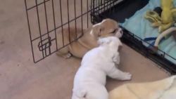 Adorable English bulldog puppies for free adoption