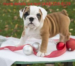 Healthy Male and female English Bulldog Puppies new ready to go