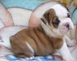 Lovely English Bulldog pups for sale