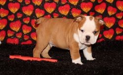 Well Socialized English Bulldog Pups for sale