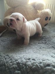 English Bulldog puppy Litter Ready Now For Their Forever Homes