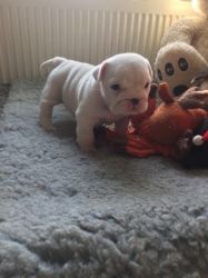 Male English Bulldog puppy for free
