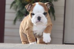 English bulldog puppies for a good home now