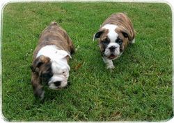 AKC Registered English Bulldog Puppies