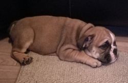 9 Week Old Male English Bulldog