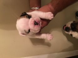 English Bulldogs with akc papers
