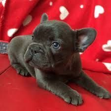 English bull dog puppy for adoption