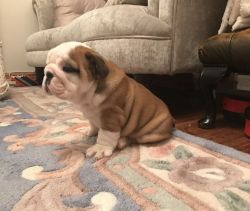 English bulldog pupies available contact on (xxx)-xxx-xxxx for more in