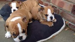 love and cute english bulldog pups available now