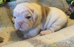 Playful English bull dog puppies for sale