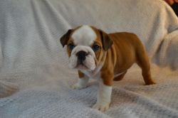 Beautiful English Bulldog puppies for sale