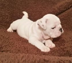English bulldogs available for sale