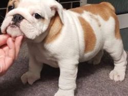 Bulldog Quality Puppies For Sale