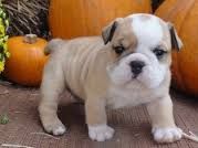 cutte male and female english bulldog for free