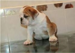 Healthy english bulldog pupps for re-homing